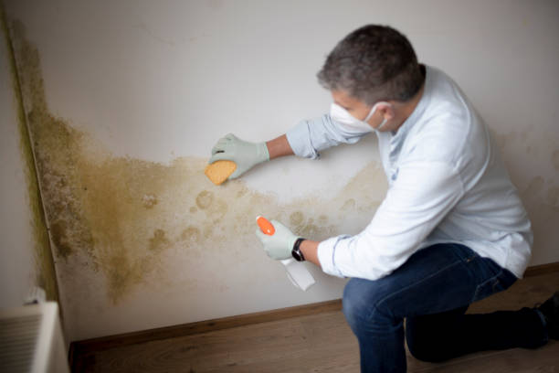 Best Black Mold Removal  in Poolesville, MD