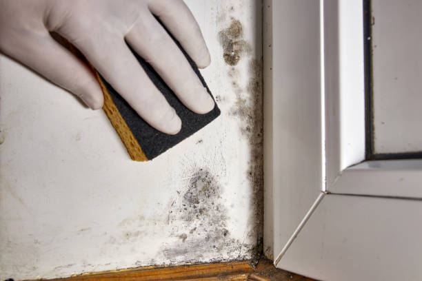 Best Post-Construction Mold Inspection  in Poolesville, MD